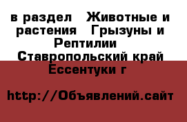  в раздел : Животные и растения » Грызуны и Рептилии . Ставропольский край,Ессентуки г.